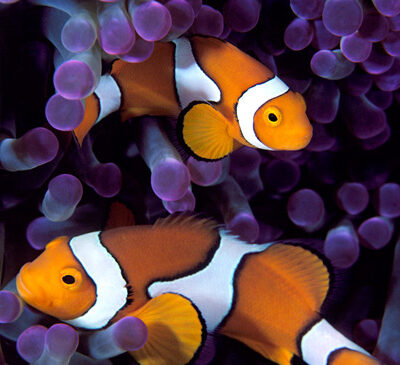 Sharm El Sheihk - azgezmis.com