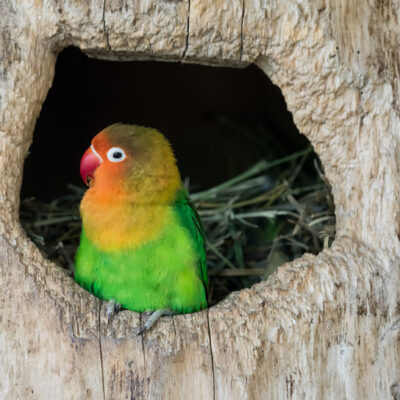 Darıca Faruk Yalçın Hayvanat Bahçesi ve Botanik Parkı - azgezmis.com