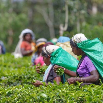 Nuwara Eliya, Sri Lanka, çayın başkenti - azgezmis.com