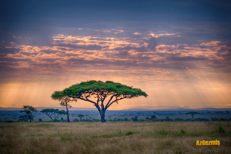 Serengeti Milli Parkı ve Masailer - azgemis.com