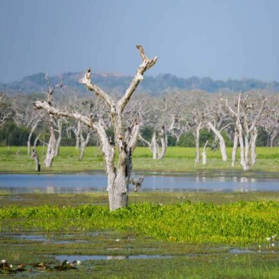 Yala Milli Parkı ve Yaban Hayatı, Sri Lanka - azgezmis.com